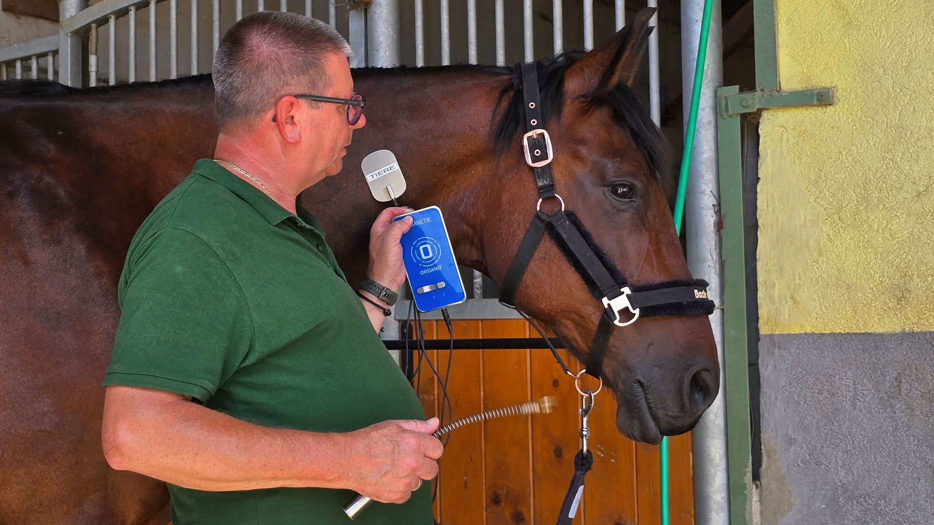 Thomas Karl Sternad behandelt ein Pferd